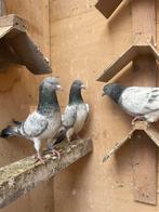 Pakistaanse duiven (GOLDEN)en (KAMAGAR), Dieren en Toebehoren