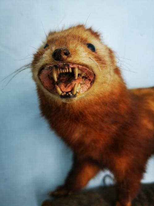 Vintage taxidermie Opgezette dier fret open bek wezel otter, Verzamelen, Dierenverzamelingen, Zo goed als nieuw, Opgezet dier