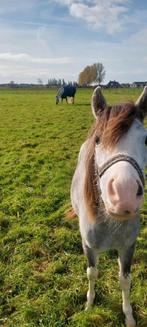Verzorgpony aangeboden, Ophalen of Verzenden