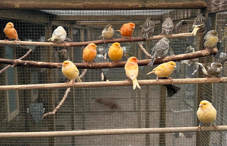 Kanaries verschillende kleuren, Dieren en Toebehoren, Vogels | Kanaries, Kleurkanarie, Meerdere dieren
