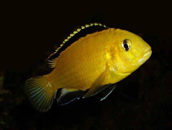 cichliden, Dieren en Toebehoren, Vissen | Aquariumvissen, Vis
