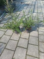 Japanse hulst, ilex crenata, Tuin en Terras, Planten | Struiken en Hagen, Ophalen, Hulst, Minder dan 100 cm