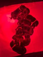 Carlin Pinscher pups, Dieren en Toebehoren, CDV (hondenziekte), 8 tot 15 weken, Meerdere, Meerdere dieren