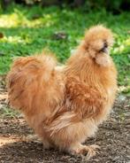 GEZOCHT USA zijdehoen Redpyle/buff haan of hennetjes, Dieren en Toebehoren, Pluimvee, Meerdere dieren, Kip