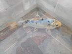 Butterfly koi, Dieren en Toebehoren, Vissen | Vijvervissen, Karper of Koi