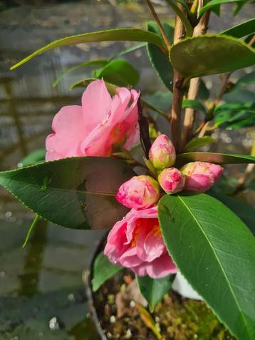 Camelia Spring Festival ca. 150 cm hoog beschikbaar voor biedingen