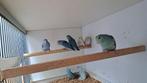 Diverse forpus coelustris tekoop., Dieren en Toebehoren, Meerdere dieren, Dwergpapegaai of Agapornis