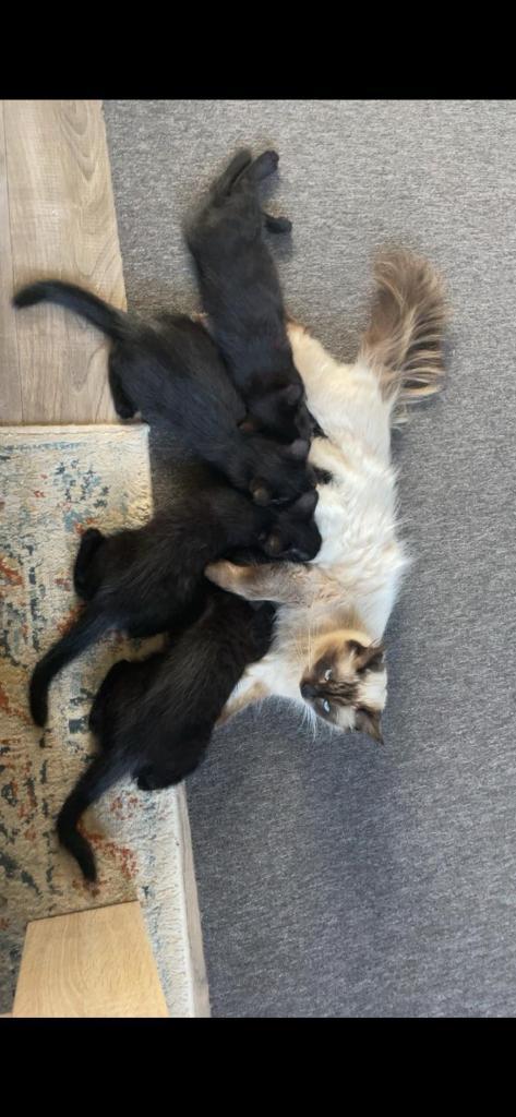 Kruissing Ragdoll kittens, Dieren en Toebehoren, Katten en Kittens | Raskatten | Korthaar, Meerdere dieren, 0 tot 2 jaar, Ontwormd
