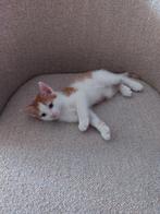 Te koop 2 lieve kittens, Dieren en Toebehoren, Katten en Kittens | Overige Katten, Meerdere dieren