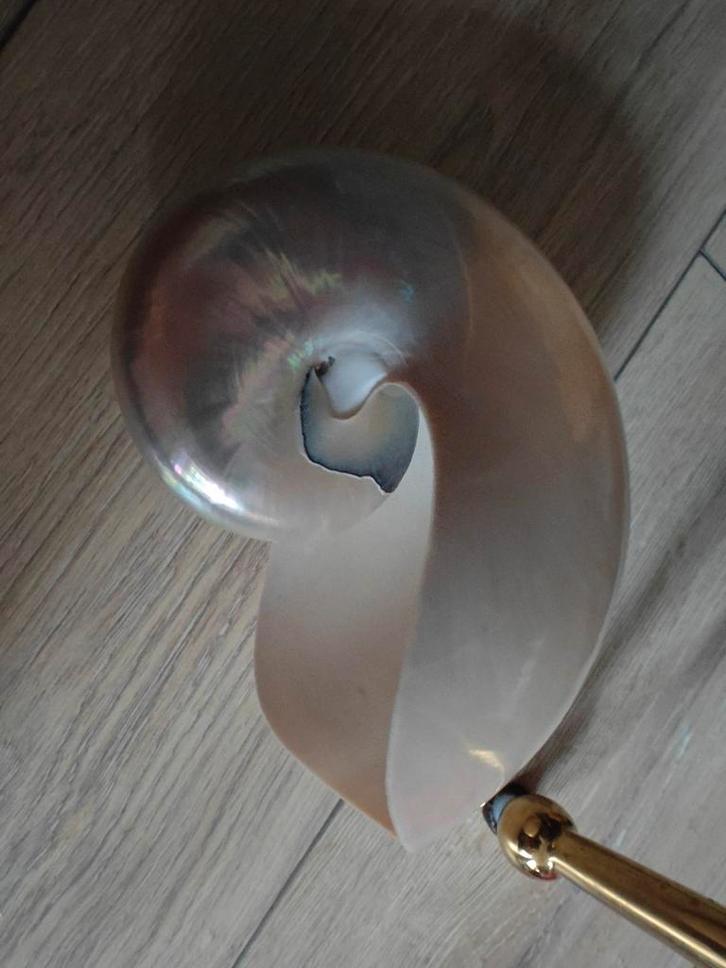 Nautilus Schelp op Standaard, Huis en Inrichting, Woonaccessoires | Overige, Gebruikt, Ophalen of Verzenden