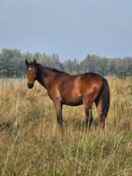 Nakomeling corydon t&l  (inruil / ruil mogelijk), Dieren en Toebehoren, Paarden, Hengst, Dressuurpaard, 0 tot 2 jaar