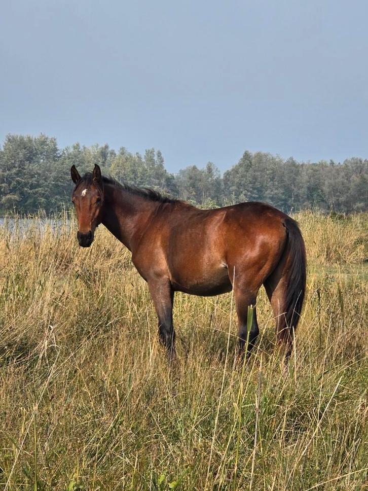 Nakomeling corydon t&l  (inruil / ruil mogelijk), Dieren en Toebehoren, Paarden, Hengst, 0 tot 2 jaar, Dressuurpaard