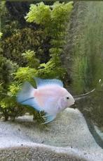 6x witte papegaai cichlide (3x paartje) regelmatig baby's, Dieren en Toebehoren, Vis