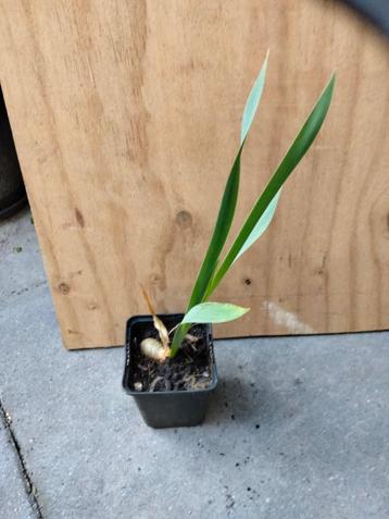 Iris Blauwe Iris - Iris sibrica beschikbaar voor biedingen