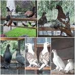 Div.soorten Duiven-Fazanten-Pauwen-Eenden-Kippen-Ganzen-ect., Dieren en Toebehoren, Meerdere dieren, Geringd