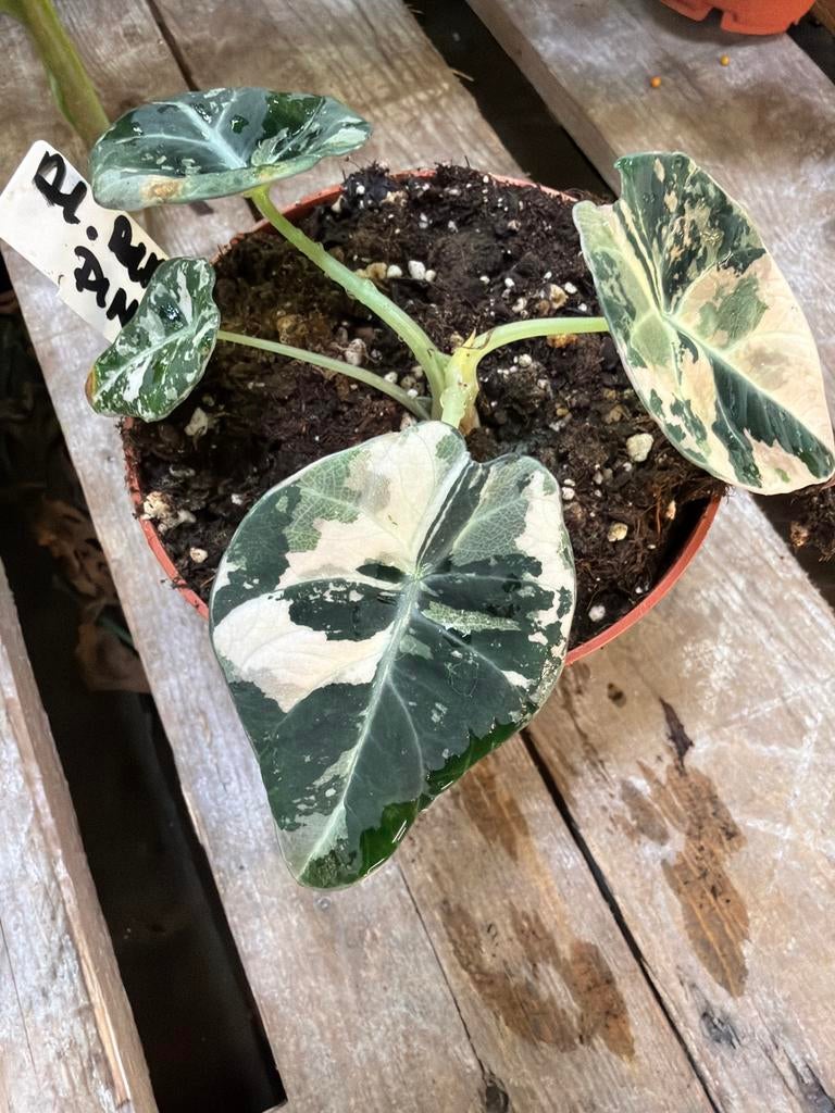 Alocasia Black Velvet Pink - Zeldzame kamerplant, Huis en Inrichting, Kamerplanten, Overige soorten, In pot, Minder dan 100 cm