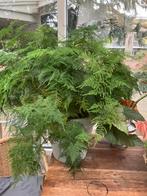 Asparagus, Ophalen of Verzenden, Bloeit niet, Volle zon, Overige soorten