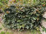 2x Rode beukenhaag 1,5 meter breed, 1,25m hoog, Tuin en Terras, Ophalen, Beukenhaag, Haag, 100 tot 250 cm