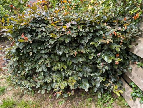 2x Rode beukenhaag 1,5 meter breed, 1,25m hoog, Tuin en Terras, Planten | Struiken en Hagen, Haag, Beukenhaag, 100 tot 250 cm