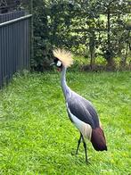 Gezocht overjarige hen Kroonkraanvogel, Dieren en Toebehoren, Pluimvee