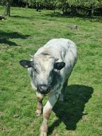 Mooie dikbil stier kalveren (leeftijd: 9 tot 14 maanden), Mannelijk, 0 tot 2 jaar