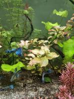 Blue Moscow x Blue Lacewing, Dieren en Toebehoren, Vissen | Aquariumvissen, Vis