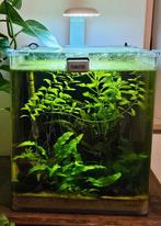 Drennerle aquarium met garnalen en slakken + veel toebehoren, Dieren en Toebehoren, Vissen | Aquaria en Toebehoren, Ophalen, Zo goed als nieuw