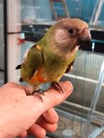 Bonteboertjes (geteste) super lief en echt super tam., Dieren en Toebehoren, Vogels | Parkieten en Papegaaien, Meerdere dieren