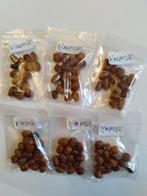 Surinaamse Djarpesie zaden 1,00 euro per zakje., Ophalen of Verzenden, Volle zon