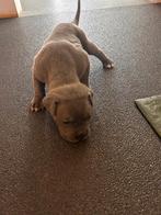 Cane corso pups, Dieren en Toebehoren, Honden | Bulldogs, Pinschers en Molossers, Rabiës (hondsdolheid), Overige rassen, 8 tot 15 weken