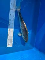 Grijs/zilvere koi karper te koop, Karper of Koi