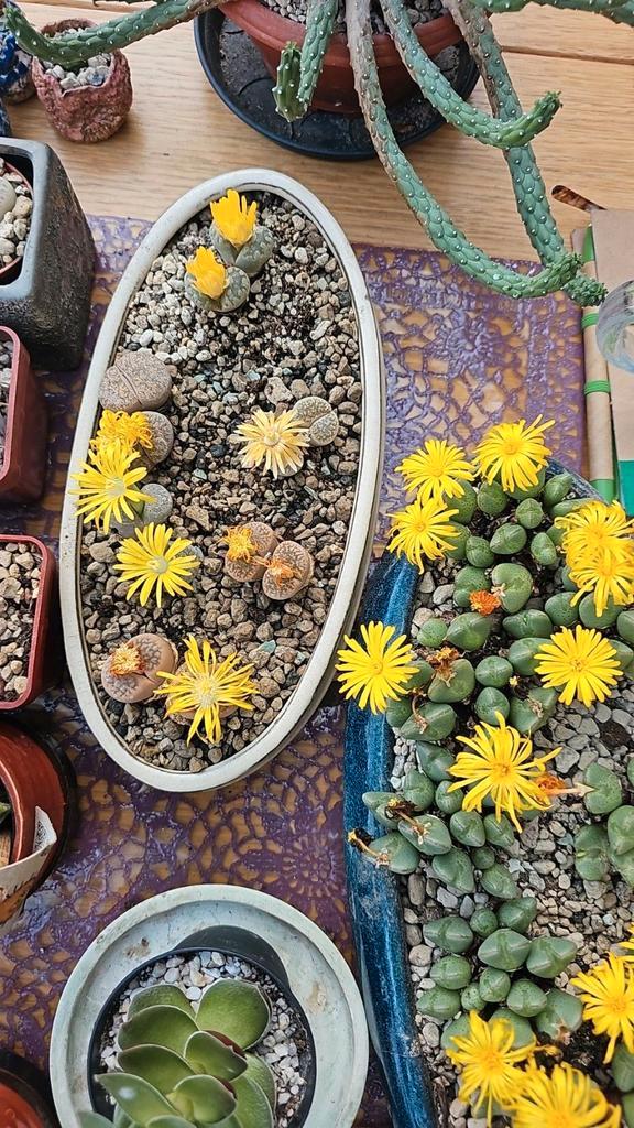 Levende Stenen (Lithops) met gele bloemen ruim 30 verschille, Tuin en Terras, Planten | Tuinplanten, Vaste plant, Overige soorten