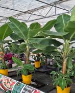 Bananen planten musa Dwarf., Overige soorten, 100 tot 250 cm, Zomer, Ophalen