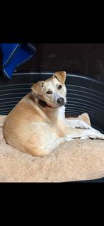 Lief teefje zoekt een nieuw huisje, Dieren en Toebehoren, Honden | Niet-rashonden, Particulier, Rabiës (hondsdolheid), 15 weken tot 1 jaar