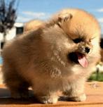 Pomeranian pomeriaan, Rabiës (hondsdolheid), Reu, 8 tot 15 weken, Poolhond