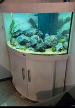 Juwel aquarium hoek, Juwel trigon 190, Ophalen, Zo goed als nieuw, Leeg aquarium