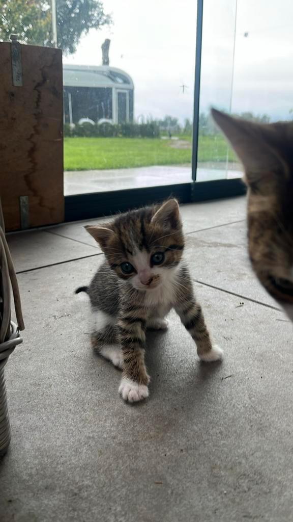 2 super lieve/sociale poesjes, Dieren en Toebehoren, Katten en Kittens | Overige Katten, Poes