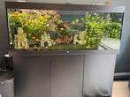 Juwel 450, Dieren en Toebehoren, Vissen | Aquaria en Toebehoren, Ophalen, Zo goed als nieuw, Gevuld zoetwateraquarium