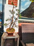 Bonsai Den Pinus Sylvestris Grove Den, Volle zon, Bloeit niet, Minder dan 100 cm, Overige soorten