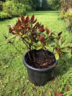Rhododendron struik Wine and Roses. blad is rood aan onderka, Ophalen, Rhododendron, Struik, Minder dan 100 cm