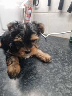Yorkshire terrier pups, Yorkshire Terriër, Rabiës (hondsdolheid), 8 tot 15 weken, Meerdere