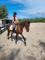 Zeer mooie 5 jarige volbloed met veel potentie, Dieren en Toebehoren, Paarden, Zadelmak, 3 tot 6 jaar, Gechipt, 160 tot 165 cm