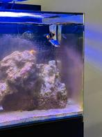 Nemo kopel / dwerg kijzer moet weg, Dieren en Toebehoren, Vissen | Aquaria en Toebehoren, Ophalen of Verzenden, Zo goed als nieuw