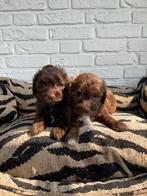 Boompoo pups, boomer x toy poedel, Nederland, Overige rassen, CDV (hondenziekte), 8 tot 15 weken