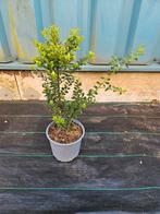 Ilex crenata, Bloeit niet, Halfschaduw, Overige soorten, Minder dan 100 cm