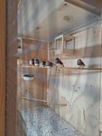 Zebravink, Dieren en Toebehoren, Vogels | Overige Vogels, Meerdere dieren, Tropenvogel