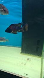 Koppel aulonocara rubin red volwassen, Dieren en Toebehoren, Vissen | Aquariumvissen