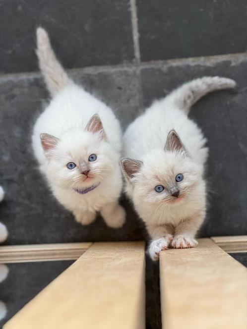 Prachtige ragdoll kittens, Dieren en Toebehoren, Katten en Kittens | Raskatten | Langhaar, Meerdere dieren, Ontwormd