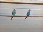 Grasparkiet poppen / blackface, Dieren en Toebehoren, Vogels | Parkieten en Papegaaien, Vrouwelijk, Parkiet