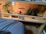 Koningspython, Dieren en Toebehoren, Ophalen, Zo goed als nieuw, Terrarium of Paludarium